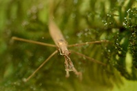 Jehlanka valcovita - Ranatra linearis - Water Stick Insect 4699